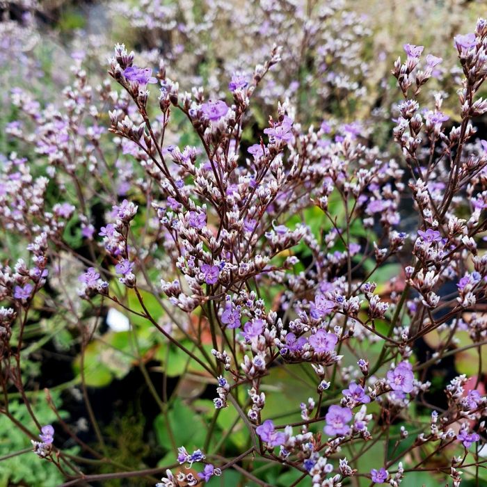 Meerlavendel\u0020\u0028Limonium\u0029\u0020Blauer\u0020Diamant