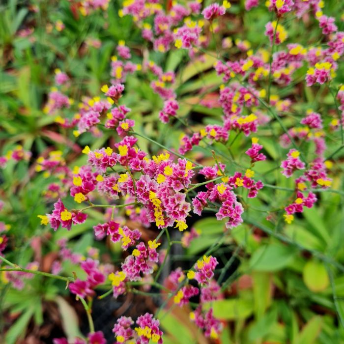 Meerlavendel\u0020\u0028Limonium\u0020perezii\u0029\u0020China\u0020Red\u00AE