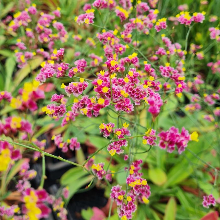 Meerlavendel\u0020\u0028Limonium\u0020perezii\u0029\u0020China\u0020Red\u00AE