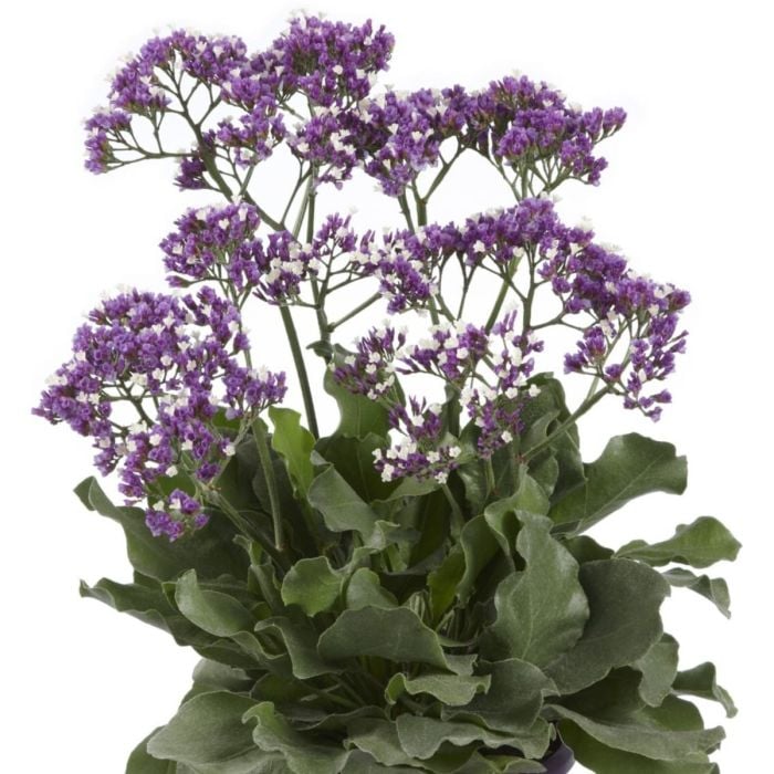 Breitbl\u00E4ttriger\u0020Meerlavendel\u0020\u0028Limonium\u0020sinuatum\u0029\u0020Salt\u0020Lake\u00AE