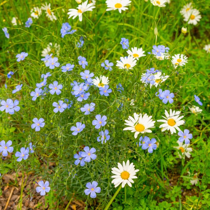 Staudenlein (Linum perenne) Himmelszelt