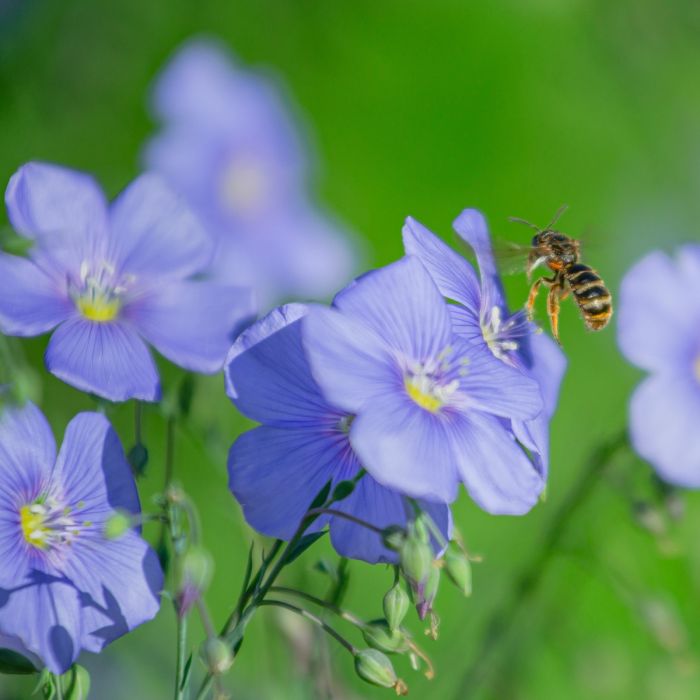 Staudenlein (Linum perenne) Himmelszelt