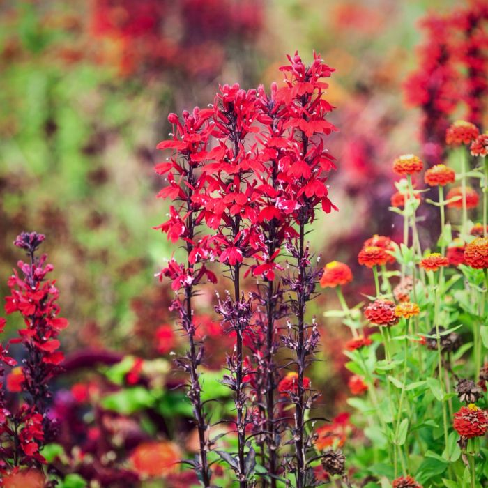 Lobelie (Lobelia fulgens) Queen Victoria