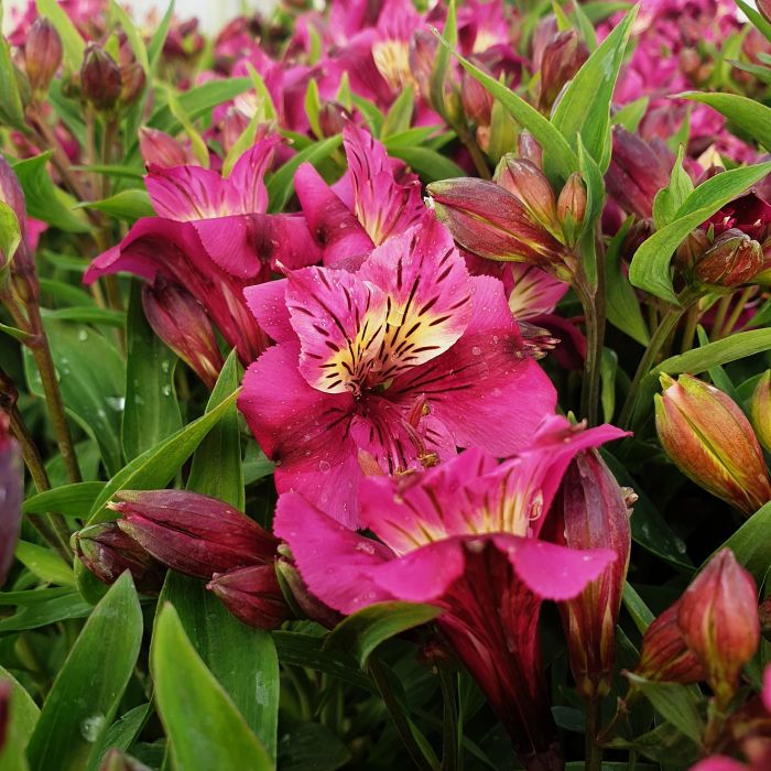 Inkalilie\u0020\u0028Alstroemeria\u0020hybrid\u0029\u0020Colorita\u00AE\u0020Louise