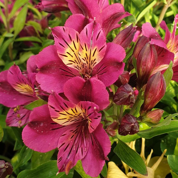 Inkalilie\u0020\u0028Alstroemeria\u0020hybrid\u0029\u0020Colorita\u00AE\u0020Louise