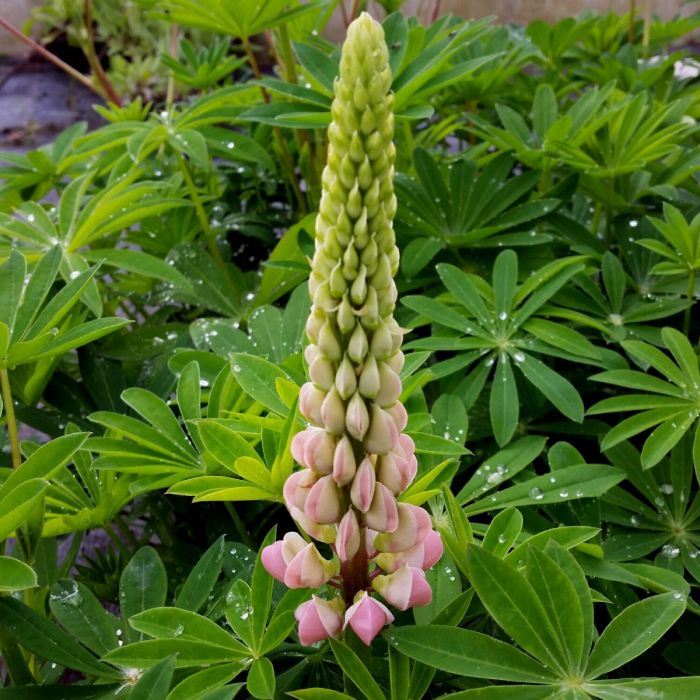 Hohe\u0020Vielbl\u00E4ttrige\u0020Lupine\u0020\u0028Lupinus\u0020polyphyllus\u0029\u0020RUSSEL\u0020The\u0020Chatelaine