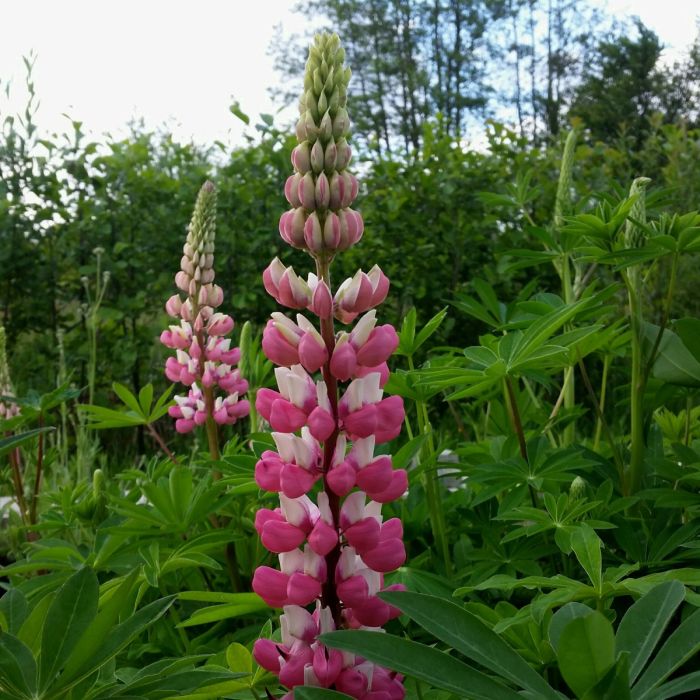 Hohe\u0020Vielbl\u00E4ttrige\u0020Lupine\u0020\u0028Lupinus\u0020polyphyllus\u0029\u0020RUSSEL\u0020The\u0020Chatelaine