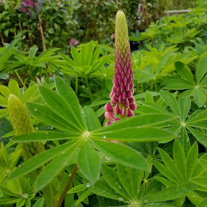 Hohe\u0020Vielbl\u00E4ttrige\u0020Lupine\u0020\u0028Lupinus\u0020polyphyllus\u0029\u0020RUSSEL\u0020The\u0020Page