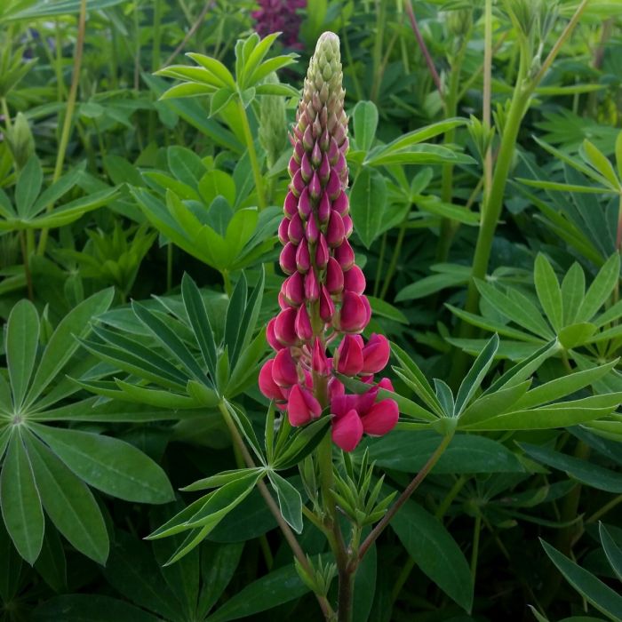 Hohe\u0020Vielbl\u00E4ttrige\u0020Lupine\u0020\u0028Lupinus\u0020polyphyllus\u0029\u0020RUSSEL\u0020The\u0020Page