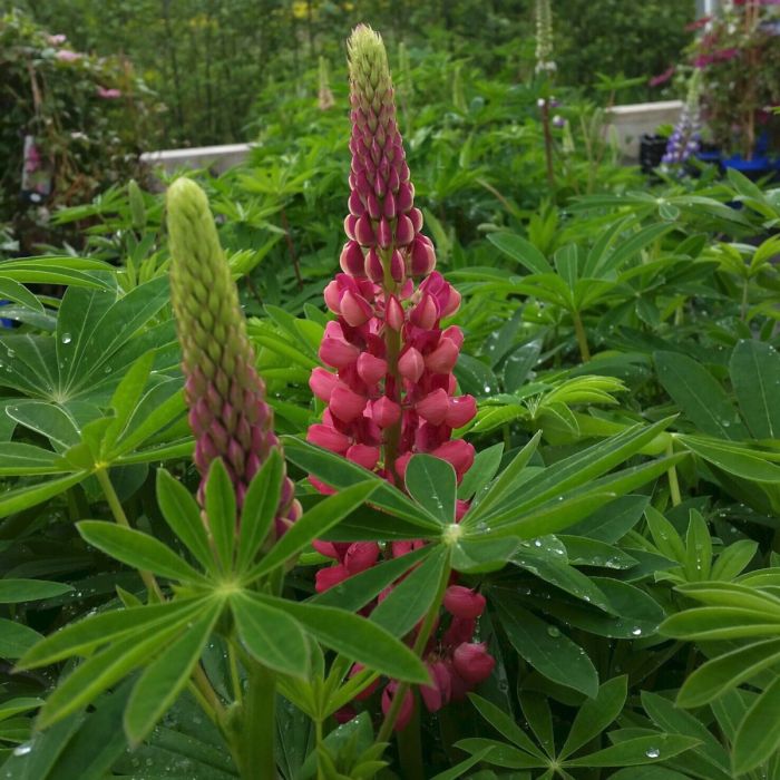 Hohe\u0020Vielbl\u00E4ttrige\u0020Lupine\u0020\u0028Lupinus\u0020polyphyllus\u0029\u0020RUSSEL\u0020The\u0020Page