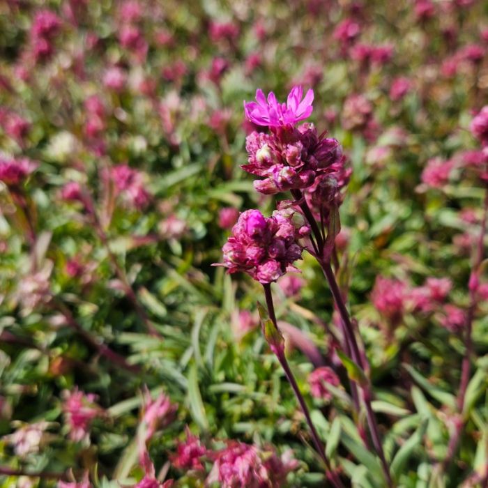 Alpen\u002DLichtnelke\u0020\u0028Lychnis\u0020alpina\u0029\u0020