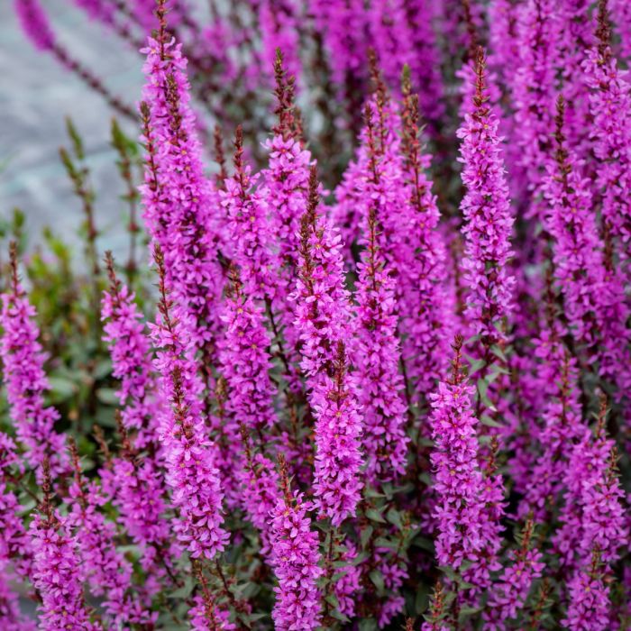 Blutweiderich\u0020\u0028Lythrum\u0020salicaria\u0029\u0020Luminara\u0020Lilac