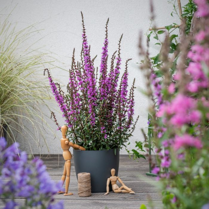 Blutweiderich\u0020\u0028Lythrum\u0020salicaria\u0029\u0020Luminara\u0020Lilac