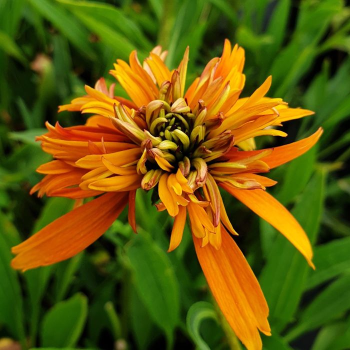 Sonnenhut\u0020\u0028Echinacea\u0020purpurea\u0029\u0020Marmalade