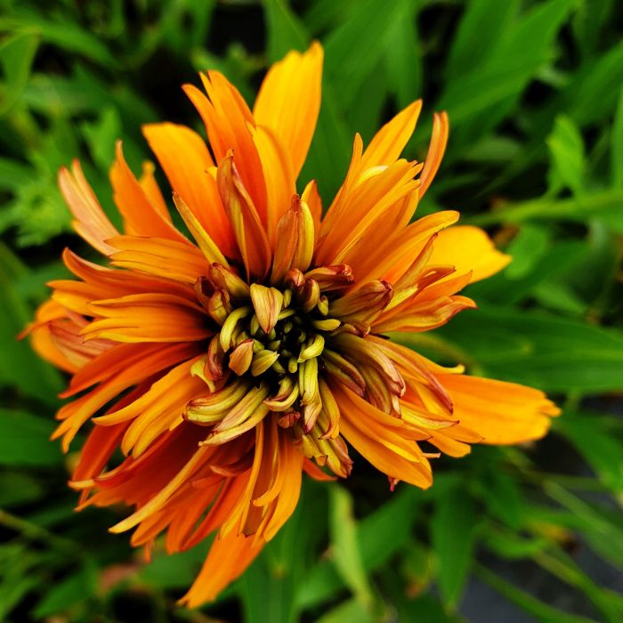 Sonnenhut\u0020\u0028Echinacea\u0020purpurea\u0029\u0020Marmalade