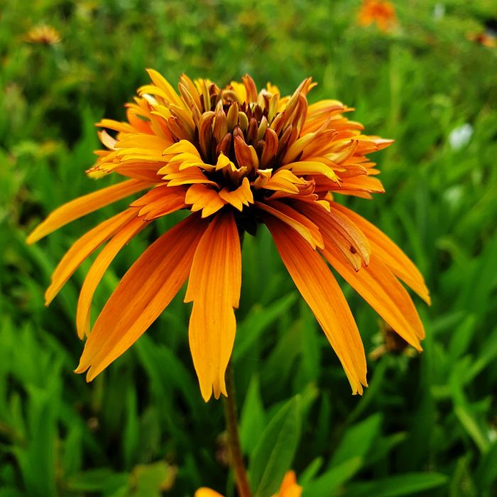 Sonnenhut\u0020\u0028Echinacea\u0020purpurea\u0029\u0020Marmalade