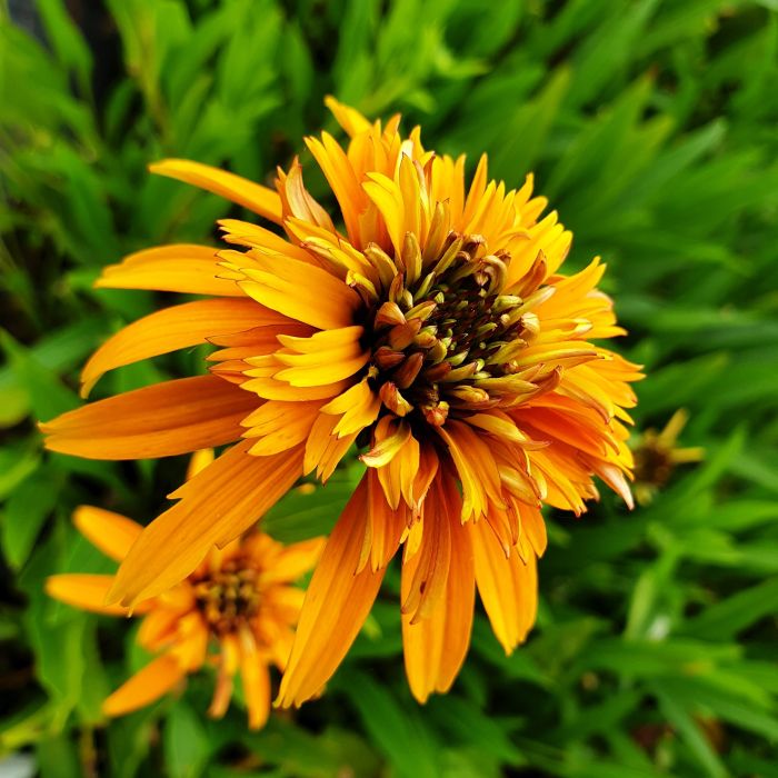 Sonnenhut\u0020\u0028Echinacea\u0020purpurea\u0029\u0020Marmalade