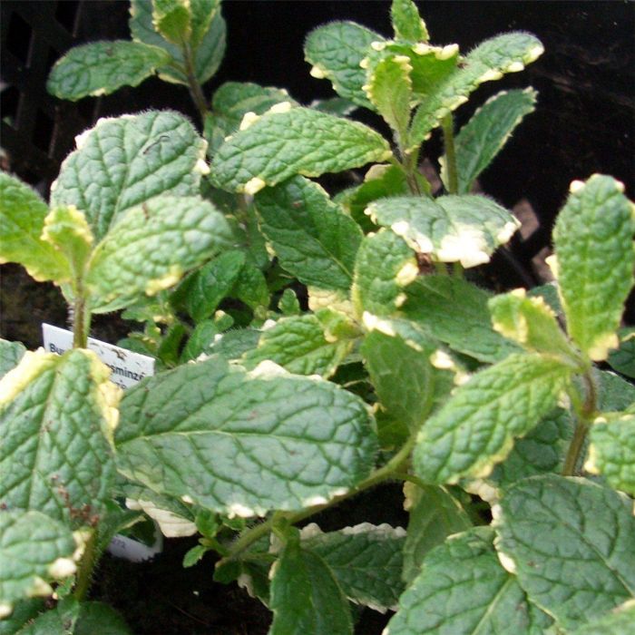 Ananasminze (Mentha suaveolens) Varigata main product photo