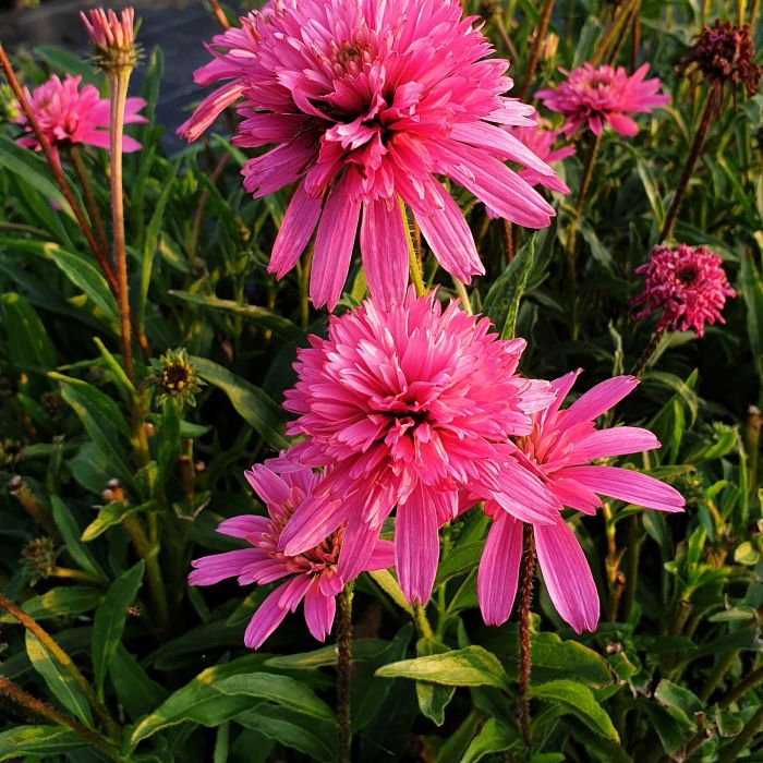 Sonnenhut\u0020\u0028Echinacea\u0020purpurea\u0029\u0020Mini\u0020Belle