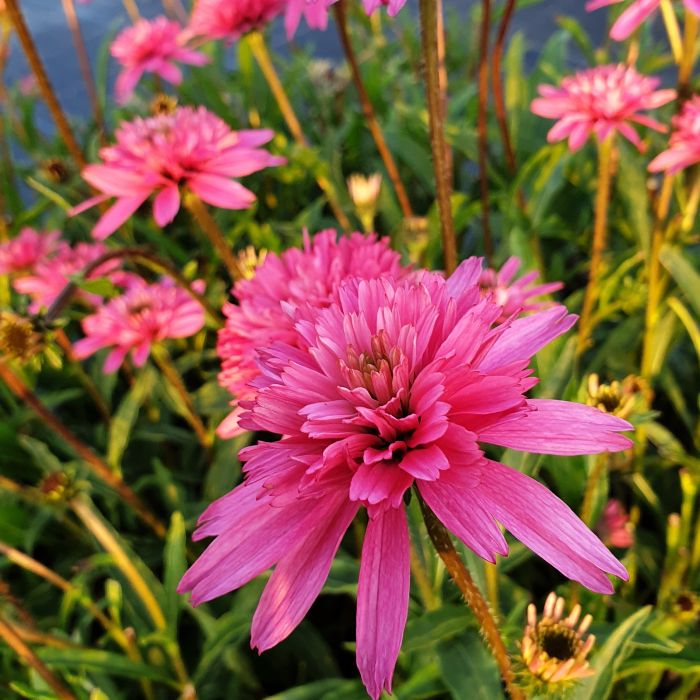 Sonnenhut\u0020\u0028Echinacea\u0020purpurea\u0029\u0020Mini\u0020Belle