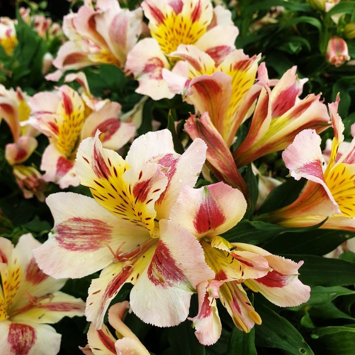 Inkalilie\u0020\u0028Alstroemeria\u0029\u0020LITTLE\u0020MISS\u0020Miranda