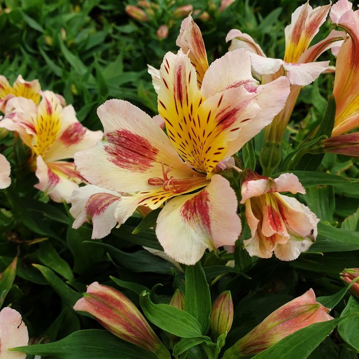 Inkalilie\u0020\u0028Alstroemeria\u0029\u0020LITTLE\u0020MISS\u0020Miranda