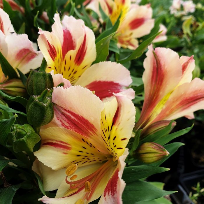 Inkalilie\u0020\u0028Alstroemeria\u0029\u0020LITTLE\u0020MISS\u0020Miranda