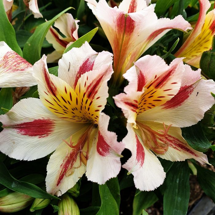 Inkalilie\u0020\u0028Alstroemeria\u0029\u0020LITTLE\u0020MISS\u0020Miranda