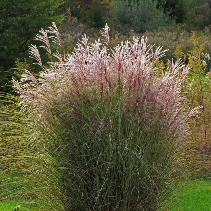Chinaschilf\u0020\u0028Miscanthus\u0020sinensis\u0029\u0020Ferner\u0020Osten