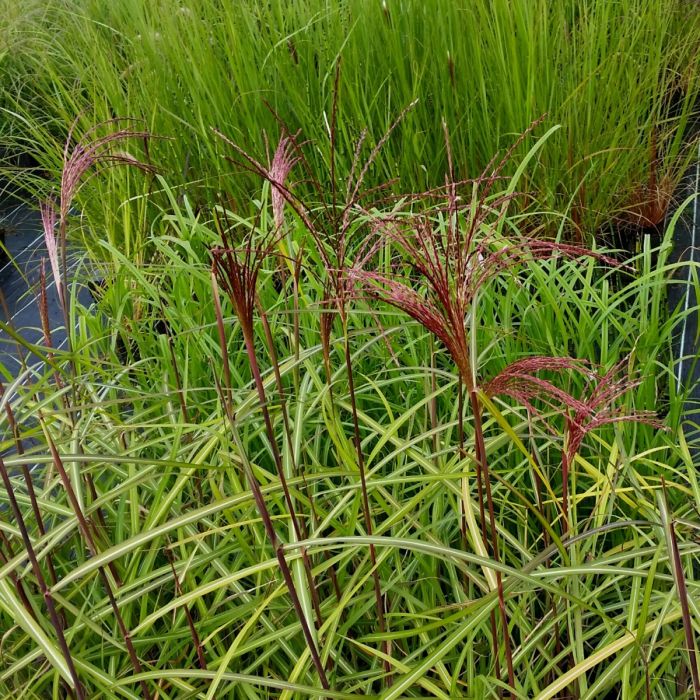 Chinaschilf\u0020\u0028Miscanthus\u0020sinensis\u0029\u0020Malepartus