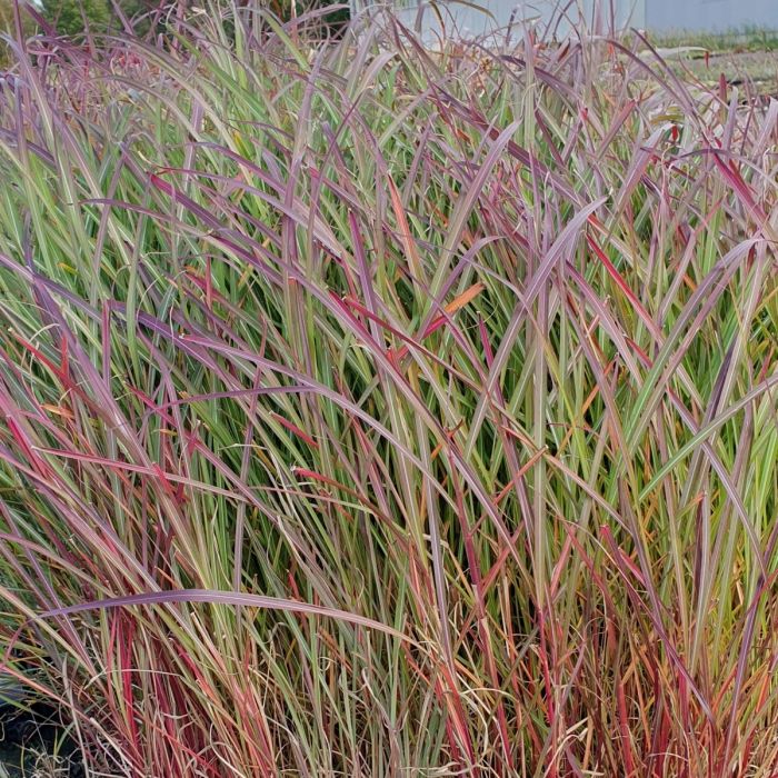 Chinaschilf\u0020\u0028Miscanthus\u0020sinensis\u0020\u0029\u0020Purple\u0020Fall