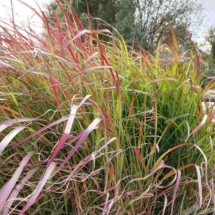 Chinaschilf\u0020\u0028Miscanthus\u0020sinensis\u0020\u0029\u0020Purple\u0020Fall