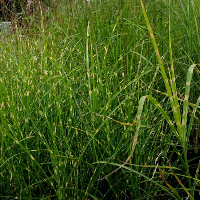 Stachelschweingras\u0020\u002F\u0020Zebraschilf\u0020\u0028Miscanthus\u0020sinensis\u0029\u0020Zebrinus