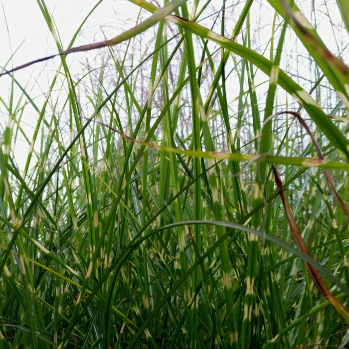 Stachelschweingras\u0020\u002F\u0020Zebraschilf\u0020\u0028Miscanthus\u0020sinensis\u0029\u0020Zebrinus