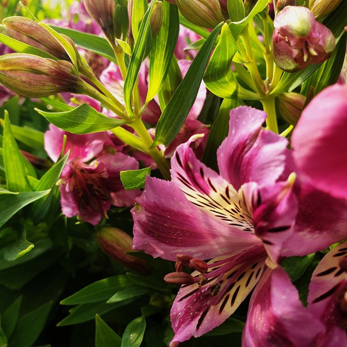 Inkalilie\u0020\u0028Alstroemeria\u0020hybrid\u0029\u0020Colorita\u00AE\u0020Louise