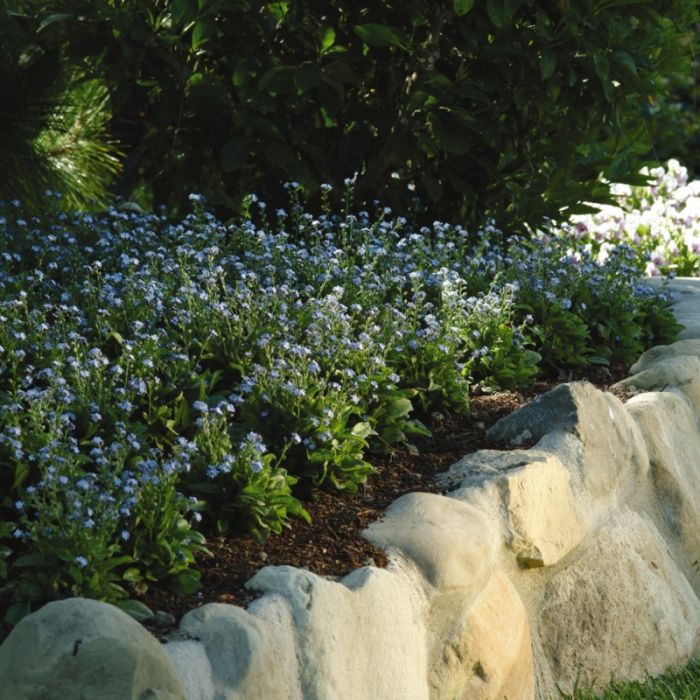 Wald\u002DVergi\u00DFmeinicht\u0020\u0028Myosotis\u0020sylvatica\u0029\u0020Mon\u0020Amie\u0020Blue