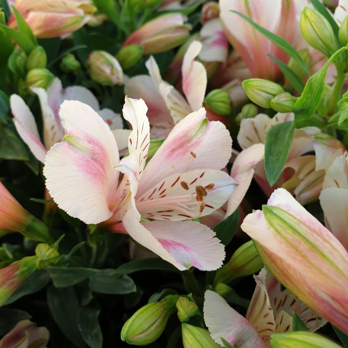 Inkalilie\u0020\u0028Alstroemeria\u0029\u0020LITTLE\u0020MISS\u0020Natalie