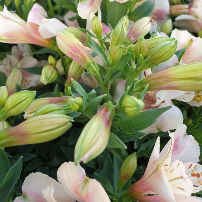 Inkalilie\u0020\u0028Alstroemeria\u0029\u0020LITTLE\u0020MISS\u0020Natalie