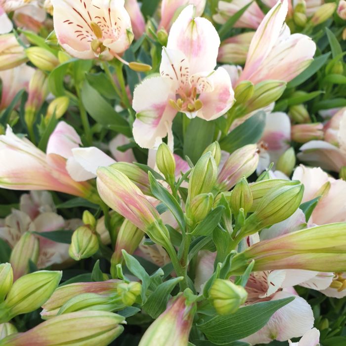 Inkalilie\u0020\u0028Alstroemeria\u0029\u0020LITTLE\u0020MISS\u0020Natalie