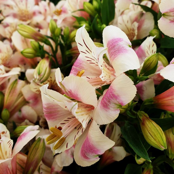 Inkalilie\u0020\u0028Alstroemeria\u0029\u0020LITTLE\u0020MISS\u0020Natalie