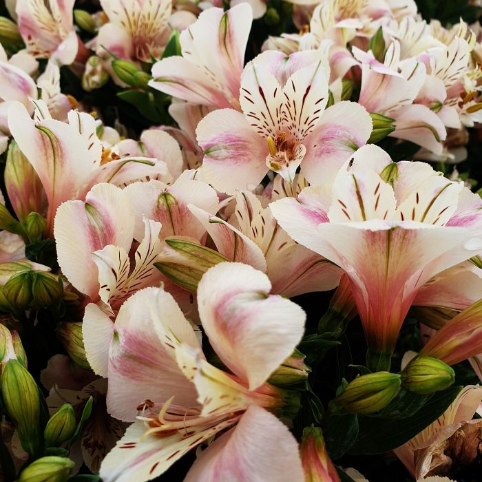 Inkalilie\u0020\u0028Alstroemeria\u0029\u0020LITTLE\u0020MISS\u0020Natalie