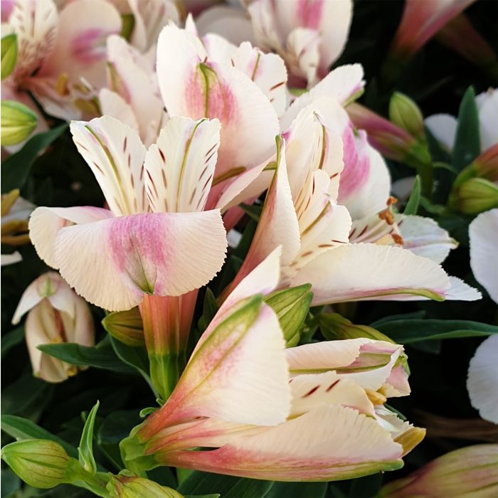 Inkalilie\u0020\u0028Alstroemeria\u0029\u0020LITTLE\u0020MISS\u0020Natalie