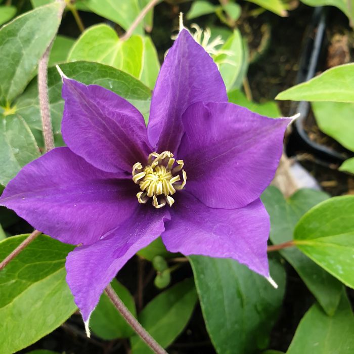 Waldrebe\u0020\u0028Clematis\u0020hybrida\u0029\u0020Olympia\u2122