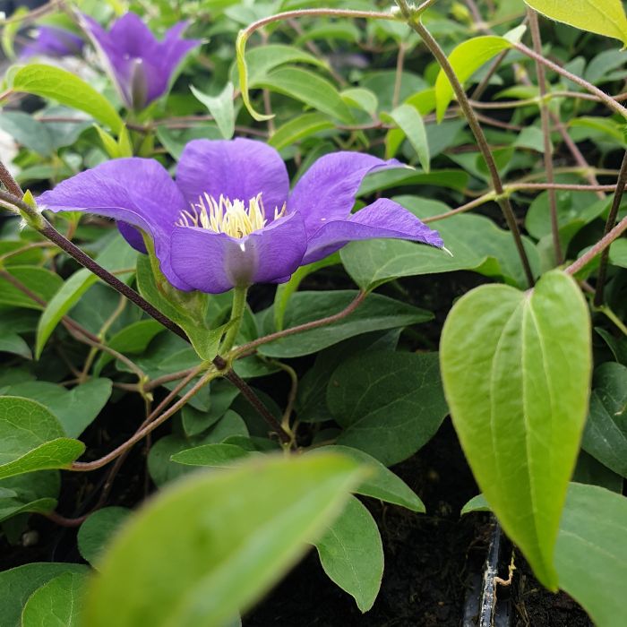 Waldrebe\u0020\u0028Clematis\u0020hybrida\u0029\u0020Olympia\u2122