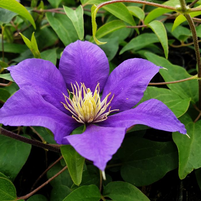 Waldrebe\u0020\u0028Clematis\u0020hybrida\u0029\u0020Olympia\u2122