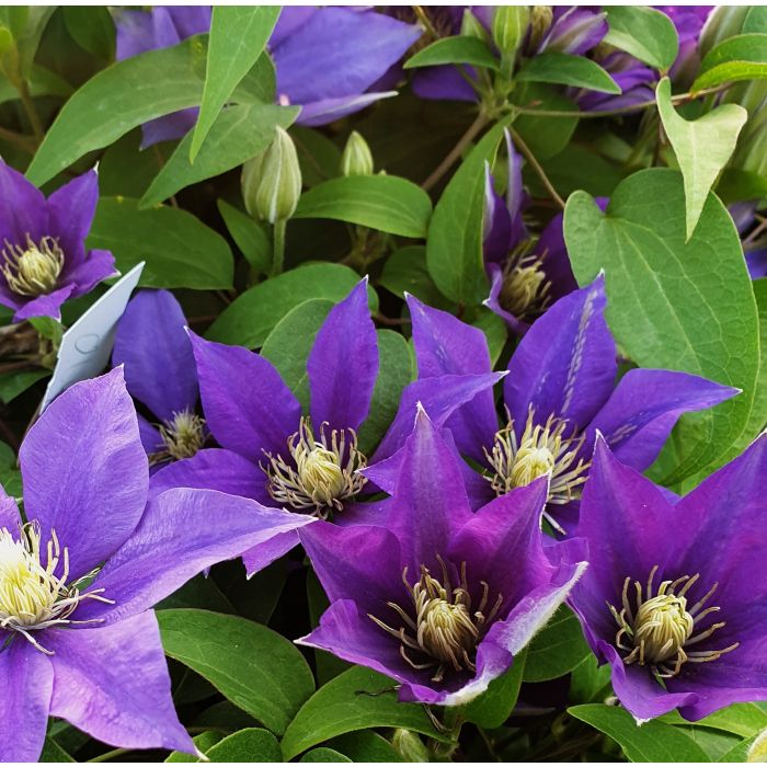 Waldrebe\u0020\u0028Clematis\u0020hybrida\u0029\u0020Olympia\u2122