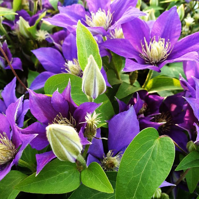 Waldrebe\u0020\u0028Clematis\u0020hybrida\u0029\u0020Olympia\u2122