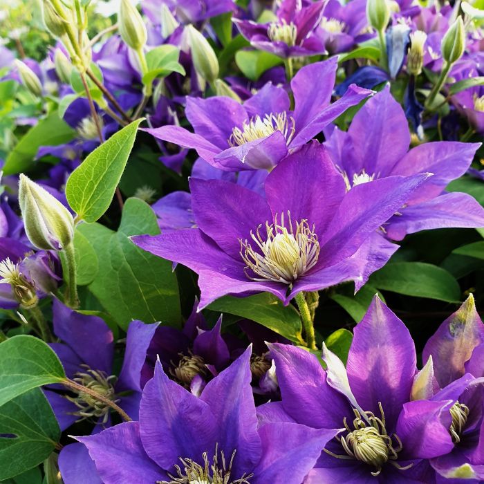 Waldrebe\u0020\u0028Clematis\u0020hybrida\u0029\u0020Olympia\u2122