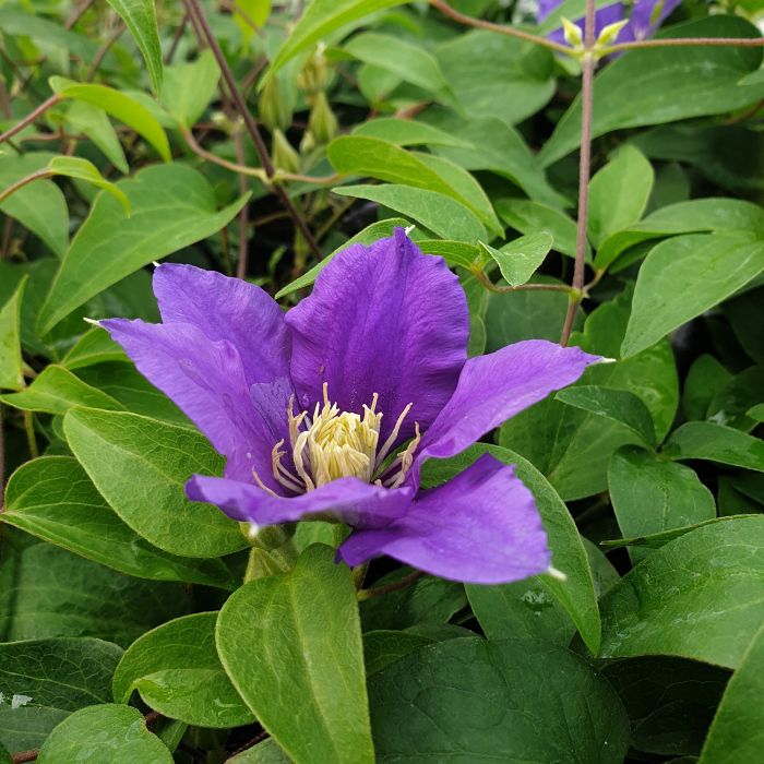 Waldrebe\u0020\u0028Clematis\u0020hybrida\u0029\u0020Olympia\u2122