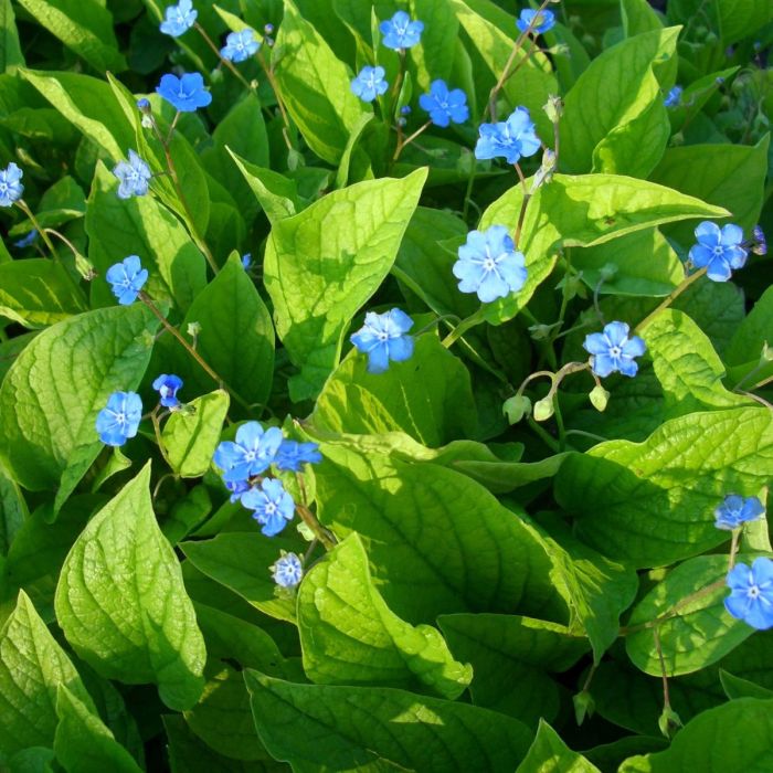 Gedenkemein\u0020\u0028Omphalodes\u0020verna\u0029